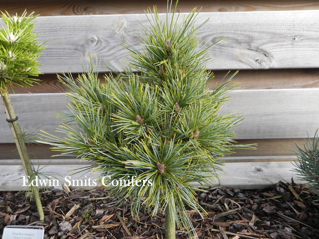 Pinus koraiensis 'Nihao'